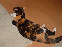 ␳