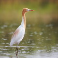 Wild bird : 0099