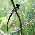 Wild bird : 0100
