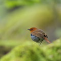 Wild bird : 0101