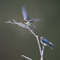 Wild bird : 0102