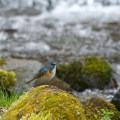 Wild bird : 0103