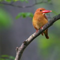 Wild bird : 0104