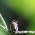 Wild bird : 0105