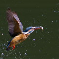 Wild bird : 0106