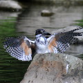 Wild bird : 0107