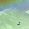 Wild bird : 0108