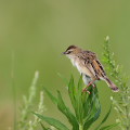 Wild bird : 0009