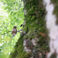 Wild bird : 0110