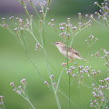 Wild bird : 0111