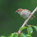 Wild bird : 0112