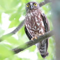 Wild bird : 0113