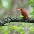 Wild bird : 0114