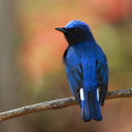 Wild bird : 0117