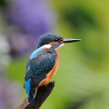 Wild bird : 0118