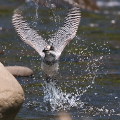 Wild bird : 0010