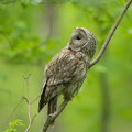 Wild bird : 0119