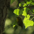 Wild bird : 0122