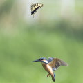 Wild bird : 0124