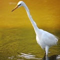 Wild bird : 0126