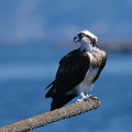 Wild bird : 0127