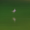 Wild bird : 0128