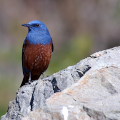 Wild bird : 0011