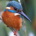 Wild bird : 0129