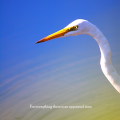 Wild bird : 0130