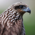 Wild bird : 0131