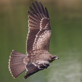Wild bird : 0132