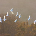 Wild bird : 0133