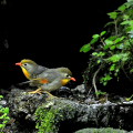 Wild bird : 0134