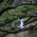 Wild bird : 0135