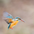 Wild bird : 0136