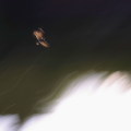 Wild bird : 0137