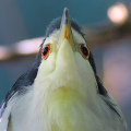 Wild bird : 0138