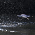 Wild bird : 0012