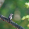 Wild bird : 0140