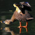 Wild bird : 0141