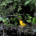 Wild bird : 0142