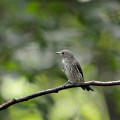 Wild bird : 0145