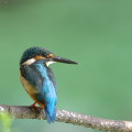 Wild bird : 0146