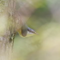 Wild bird : 0147