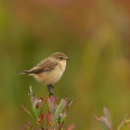 Wild bird : 0148