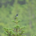 Wild bird : 0149