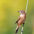 Wild bird : 0151