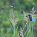 Wild bird : 0152