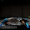 Wild bird : 0153