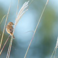 Wild bird : 0154